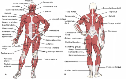 Muscular System - Systems of the Human Body